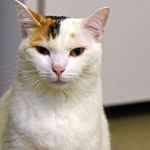 This is Ariana. <a href="https://www.aspca.org/nyc/aspca-adoption-center/adoptable-cats/ariana-a34078539">The ASPCA says</a> that after she warms up to a new home, she'll be your "BFF." She's a "sweet, playful cat who loves getting plenty of pets, affection and playtime."<br>
